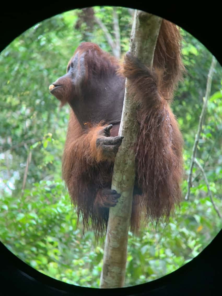 An orangutan poses for the camera.