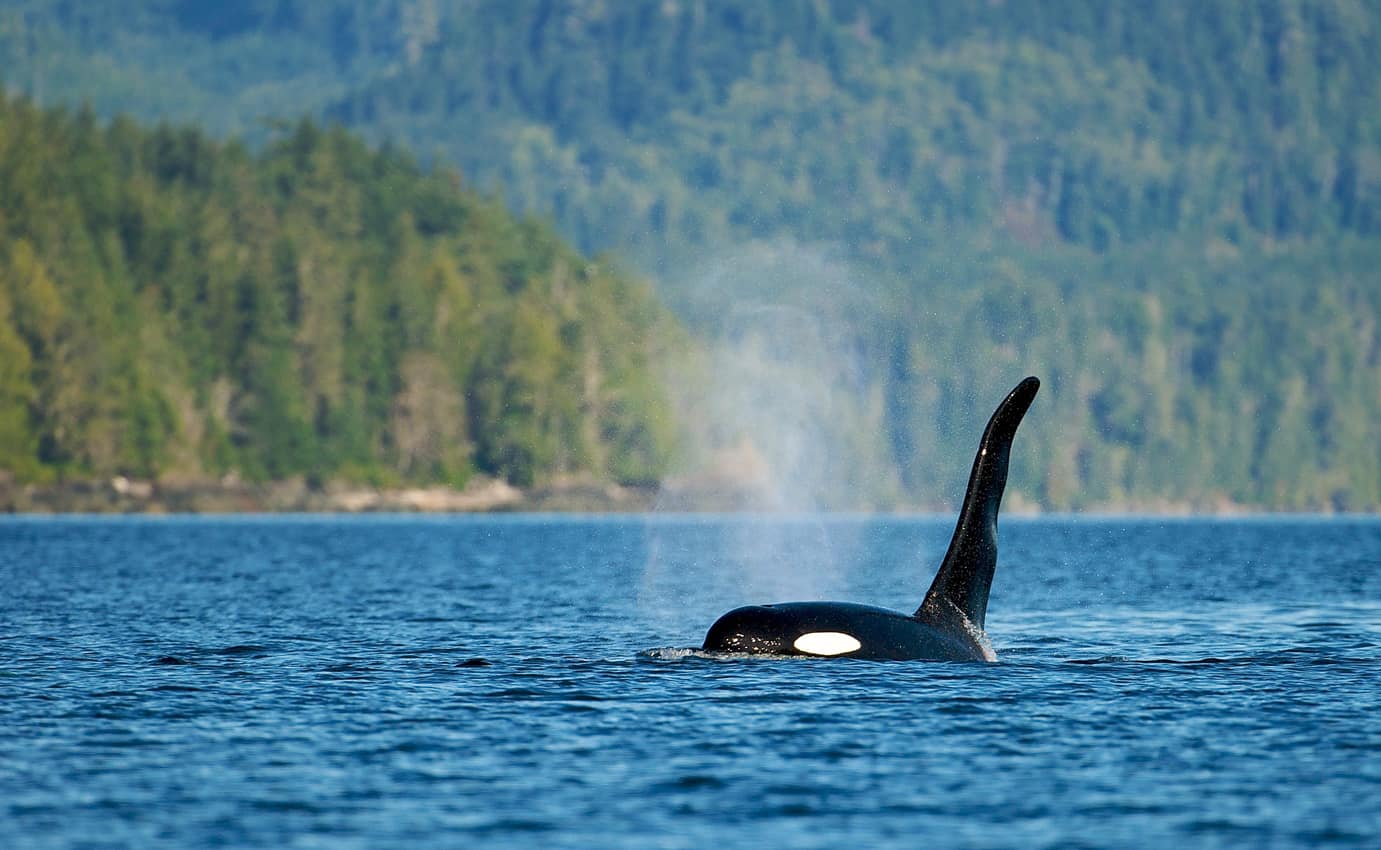 A killer whale spotted near Haida Gwaii