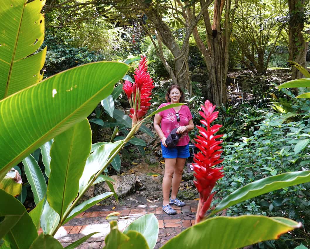 Heliconia Carbbae at the Andromeda Gardens 
