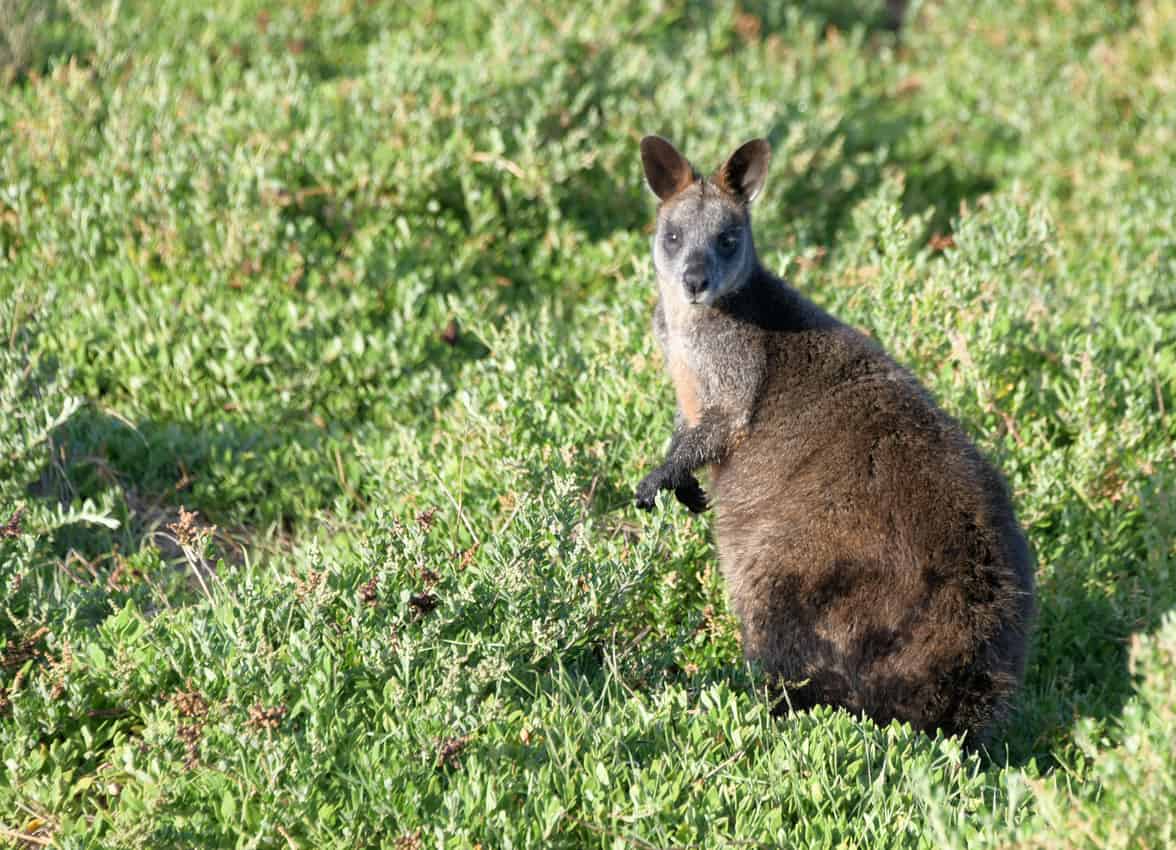 A wallaby off the trail