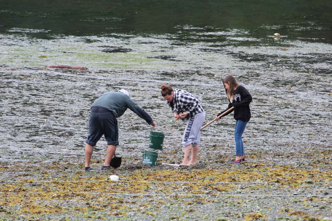 Alaska Clam Digging, Kachemak Bay Clams