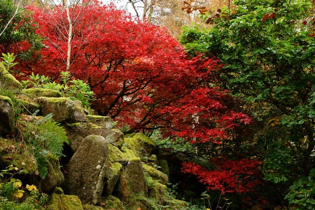 The Japanese garden in Giggle alley. Peter Trimming's photo.