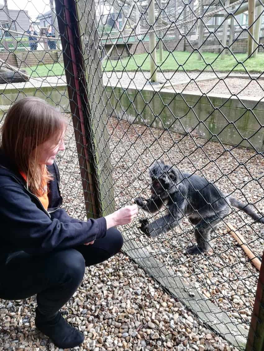 You might be allowed to feed a monkey at Monkey Haven if it's your birthday