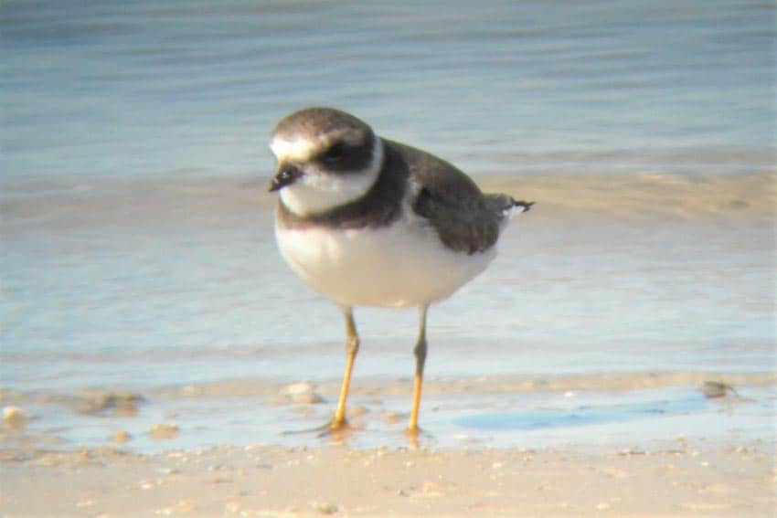A piping plover in Corpos Christi, Texas