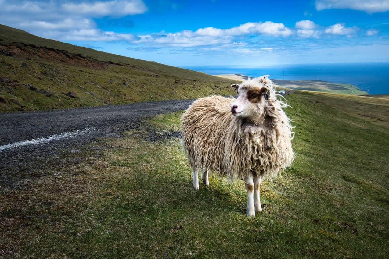 There are lots of hardy sheep in the Faroes.