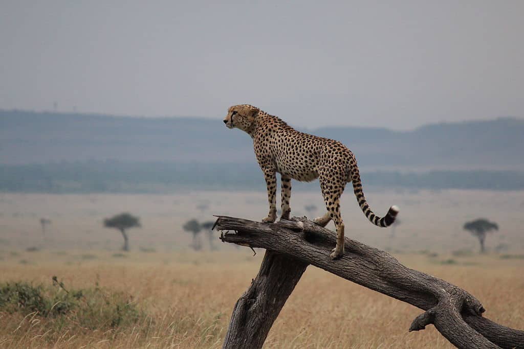 Ketki would like to photograph wildlife in Maasai Mara once travel restrictions are lifted,