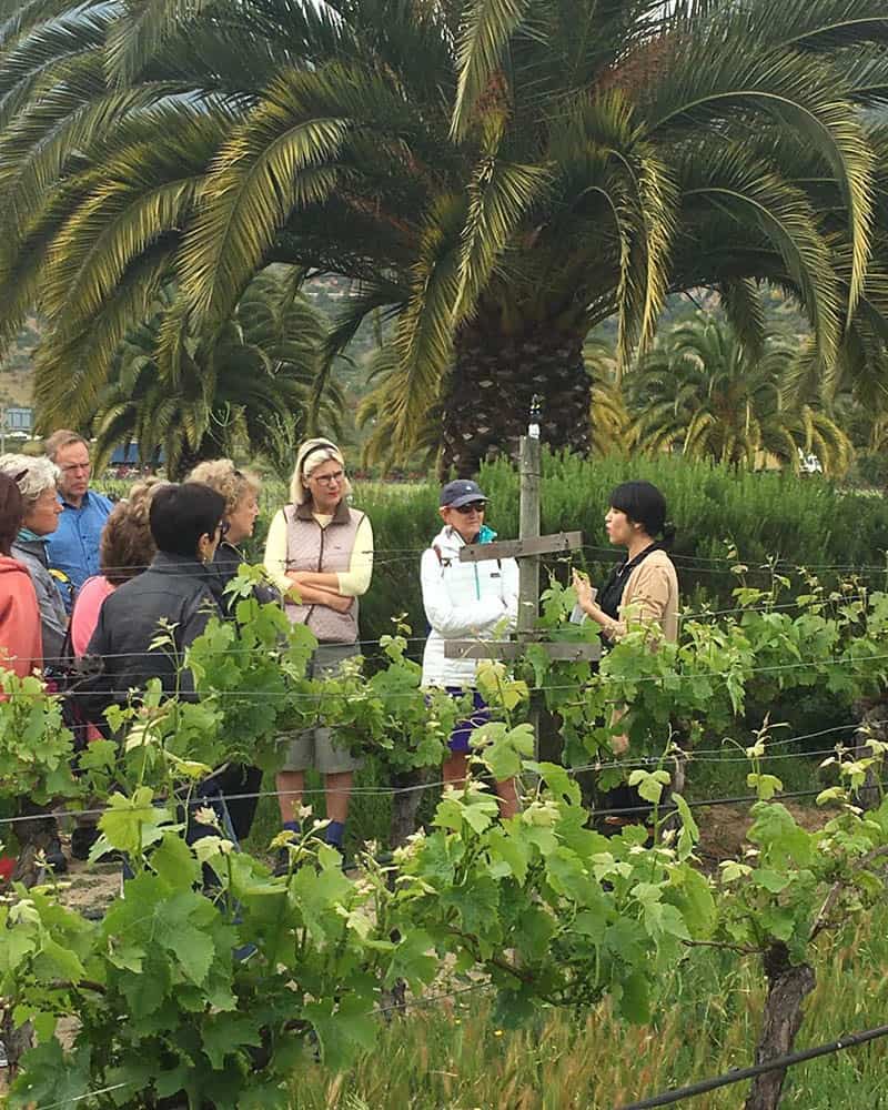 women, WTG group at Chile vineyards