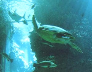 The Shark Lagoon, an aquarium located in the basement of the Oceanographic Museum