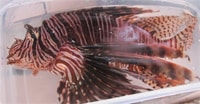 After cleaning the lionfish and removing the spines, divers fry them up for dinner.