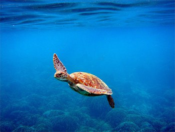 Sea turtles swimming in Utila.