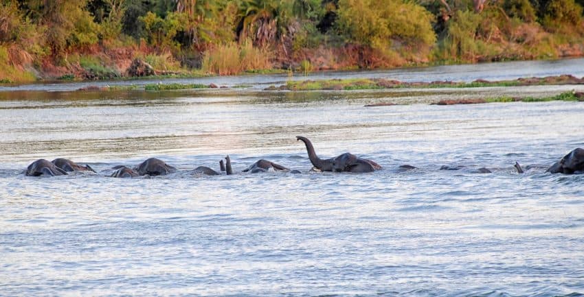 Elephants crossing Zambezi River at sunset
