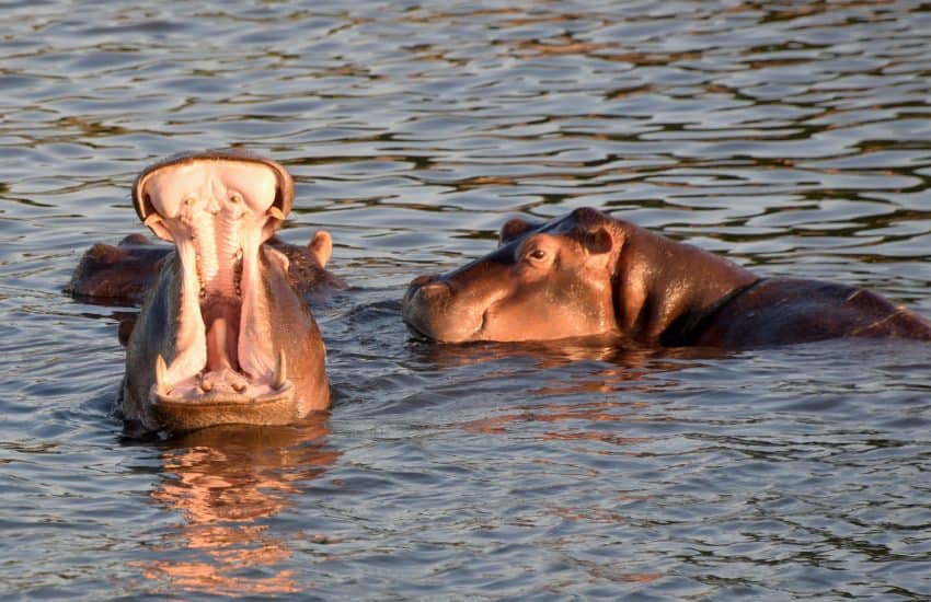 Growling Hippo on Zambezi River