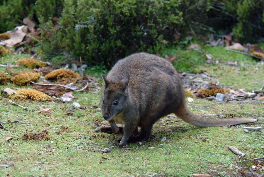 Potoroos, a member of the kangaroo family, are common in Tasmania.