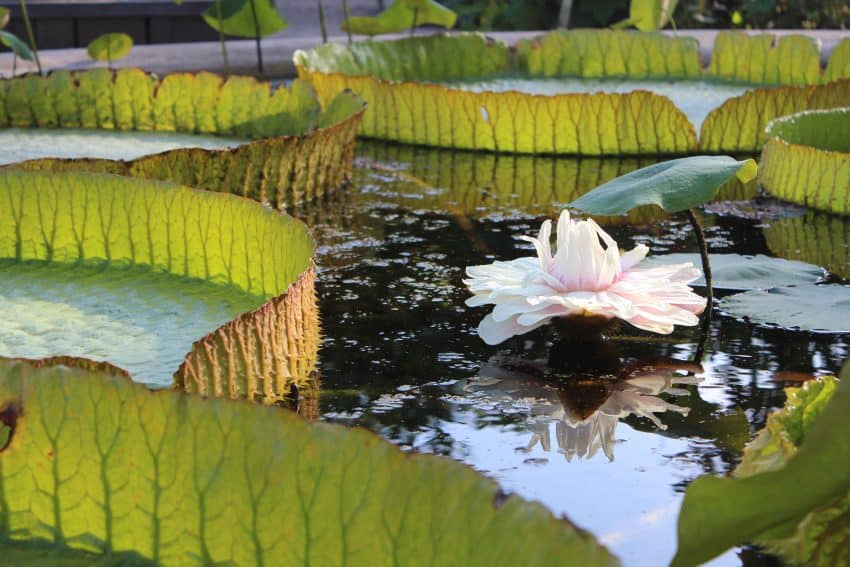 The Victoria Amizonica water lily is an annual plant with the worlds largest flower Photo Credit: Barbara van Amelsfoort 