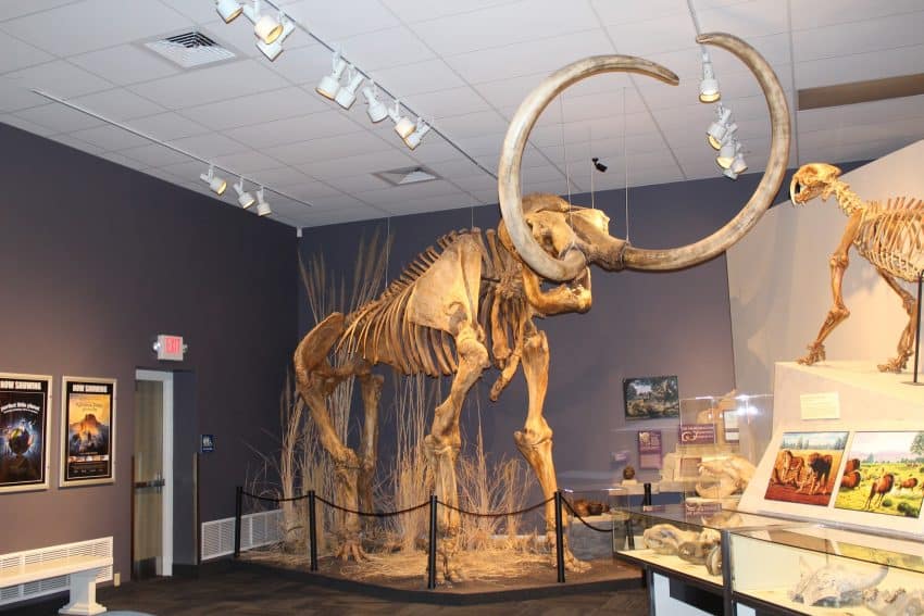 Herrett Center mammoth