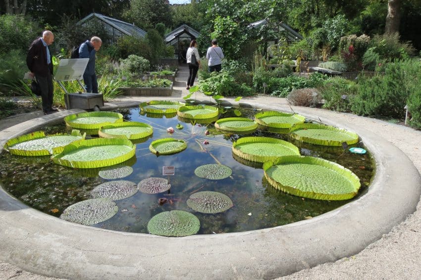 The heated water lily pond is one of the featured attractions of the de Hortus, where the enormous leaves can grown up to 9 feet in diameter. Sharon Kurtz photo.