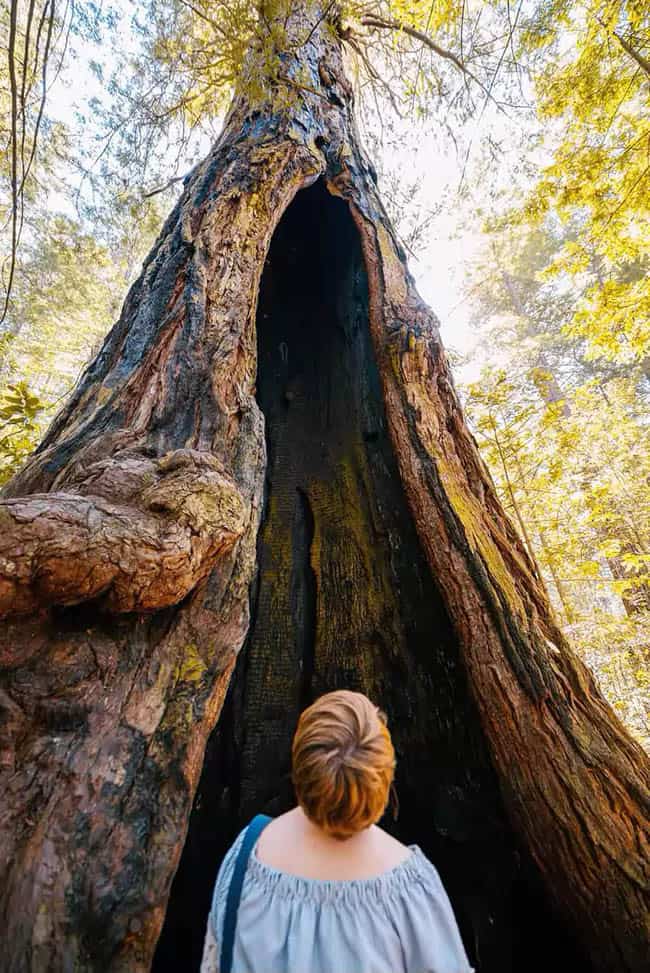 Grove of the old trees, Sonoma, California.