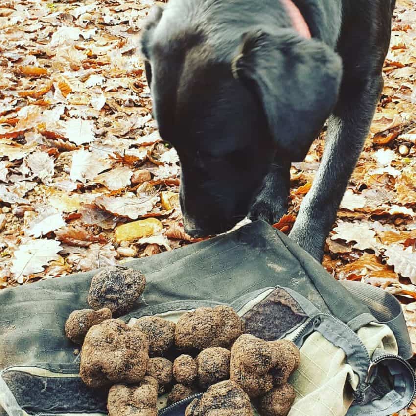 A dog observing their fresh truffle finds