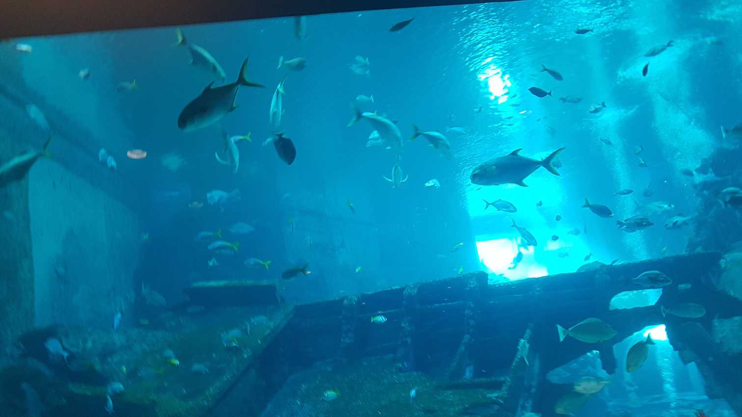 Fish in the tank in Singapore aquarium. 