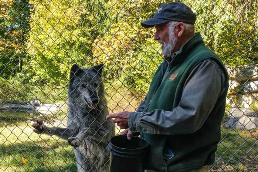 Darling introduces WCC's Ambassador Wolf, Zephyr, with meaty treats.