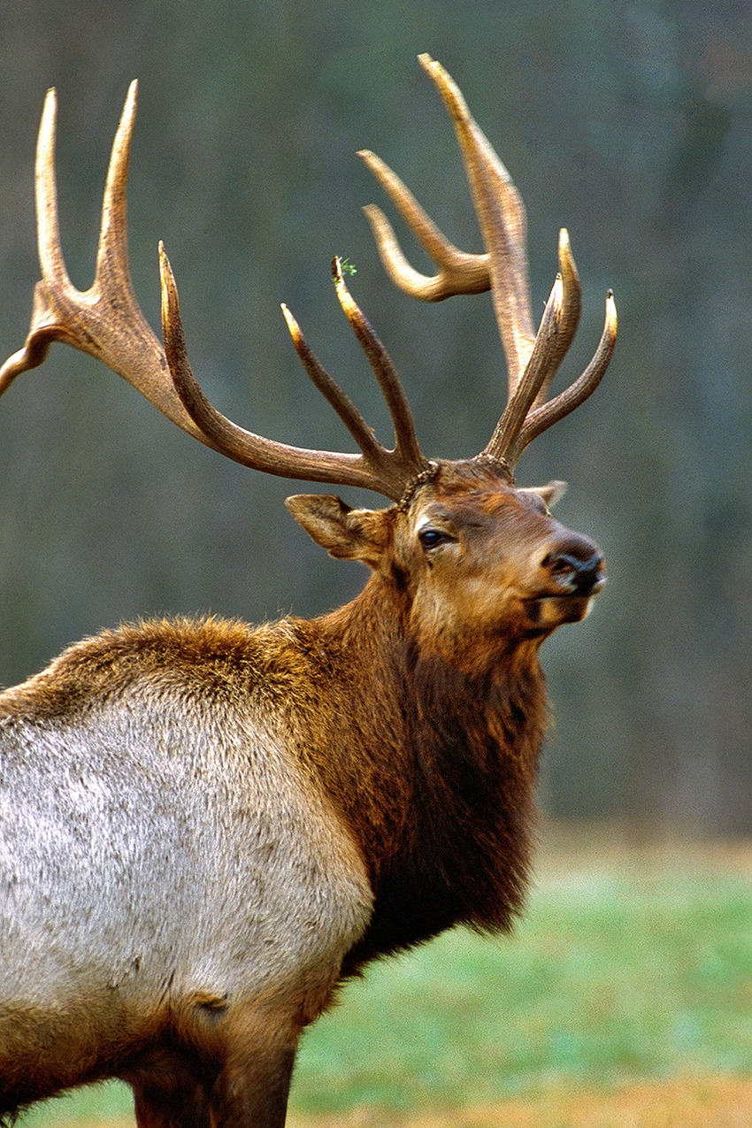 A majestic large bull elk in the Buffalo River area.