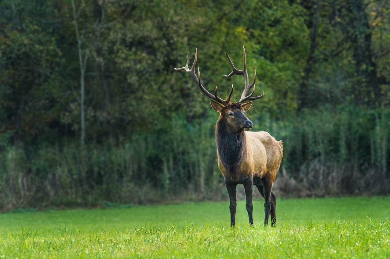 Elk Boxley Valley ACH 10 2 2015 5250