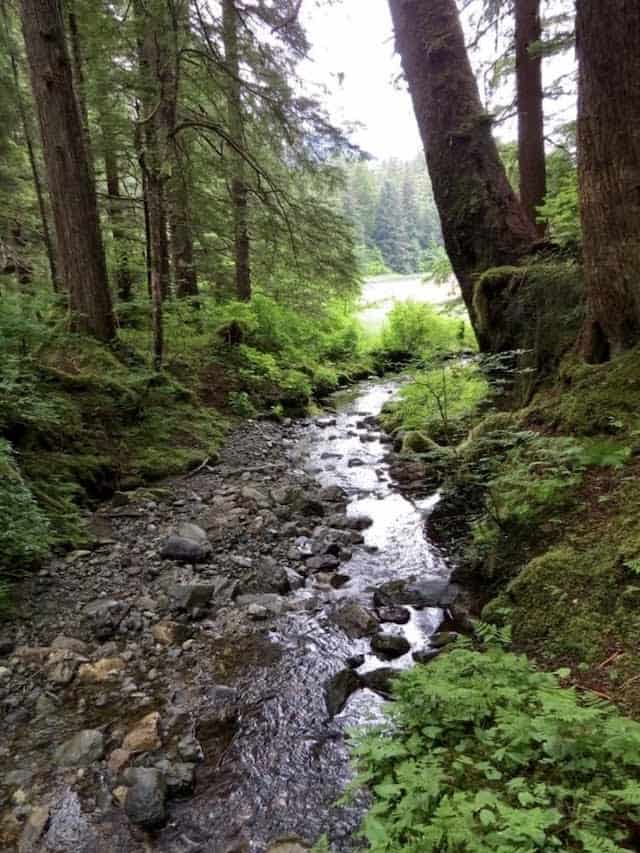 The Tongass is a temperate rainforest, with abundant island streams flowing to the bay.