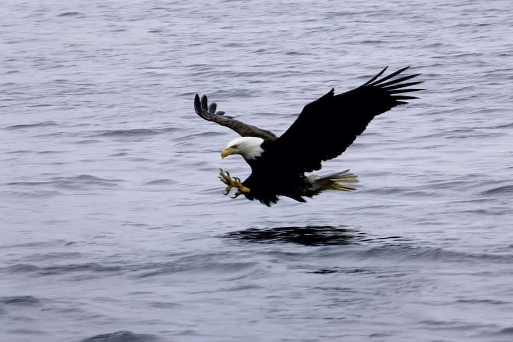 bald eagle fishing Ben Adams Widlife visitsitka