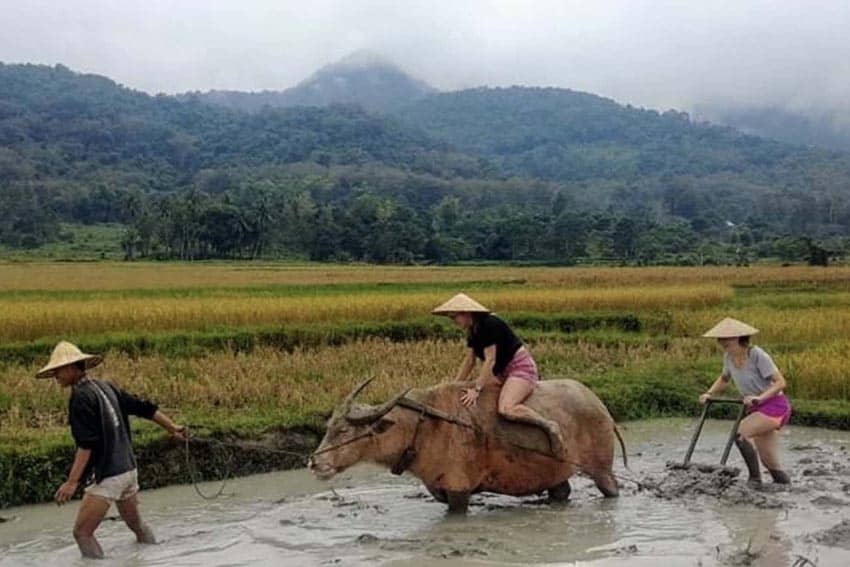 rice farming laos