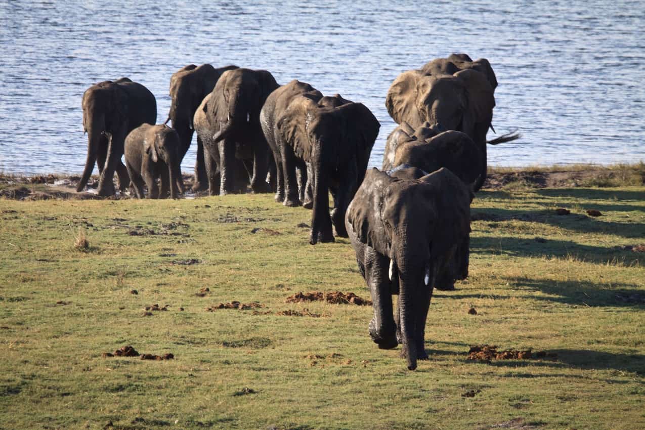 A herd of elephants emerges from the water in Zimbabwe.