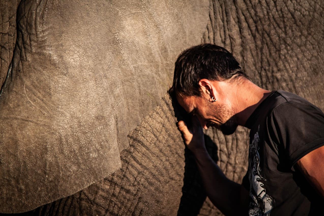 Overcome by emotion, the author rests against the magnificent elephants in Zimbabwe.