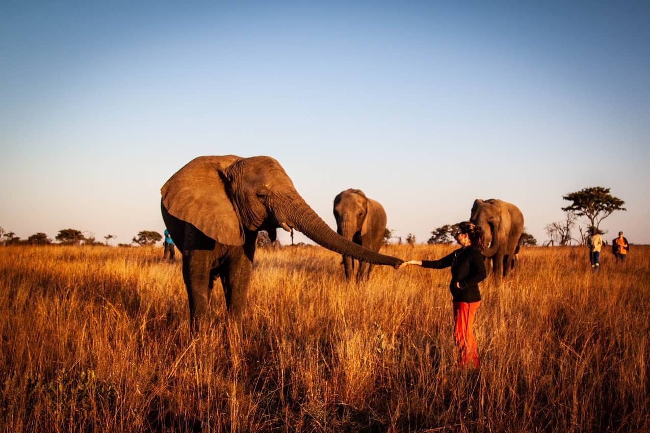 feeding elephant in the wild 1