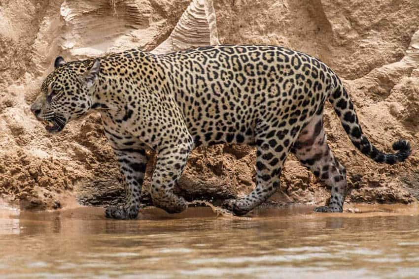 jaguar walking