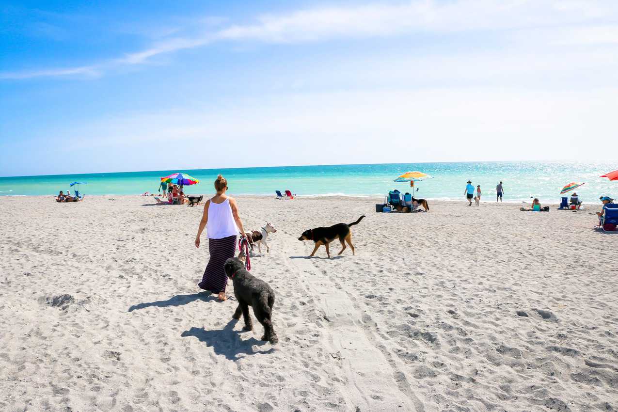 Dogs and people gather on the beach at Brohard Paw Park in Venice. Photo from VisitSarasota.com