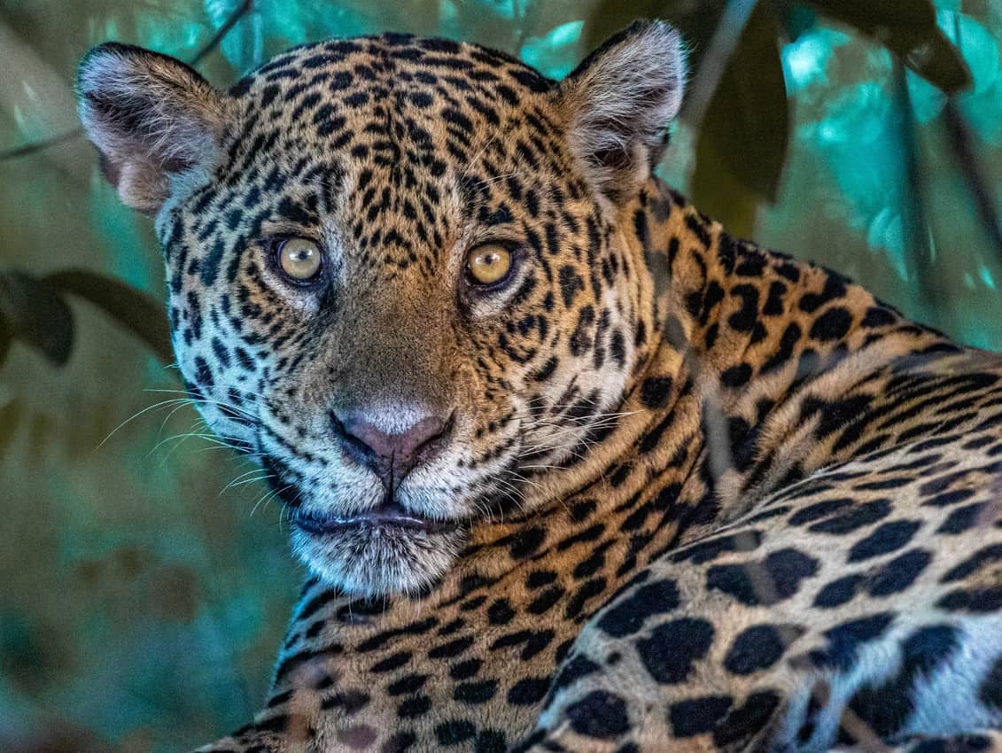 tina the jaguar, Gail Clifford photo