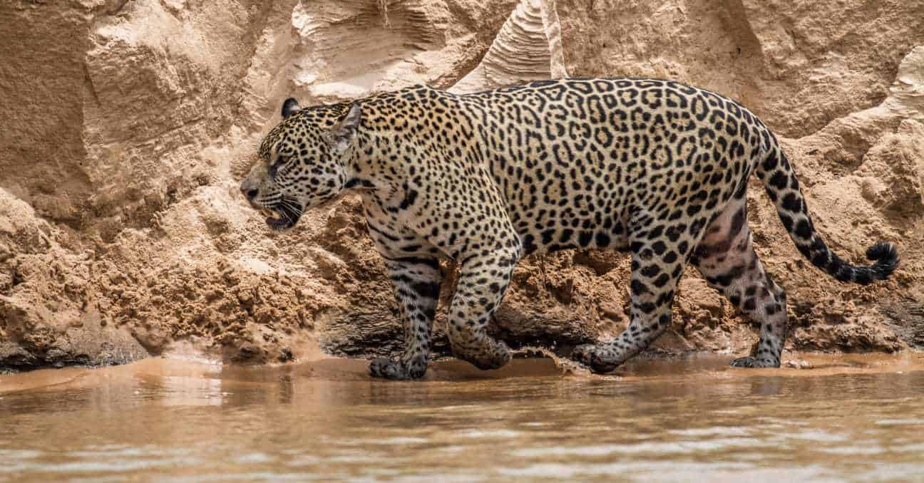 The jaguars like to hunt in and along the rivers.