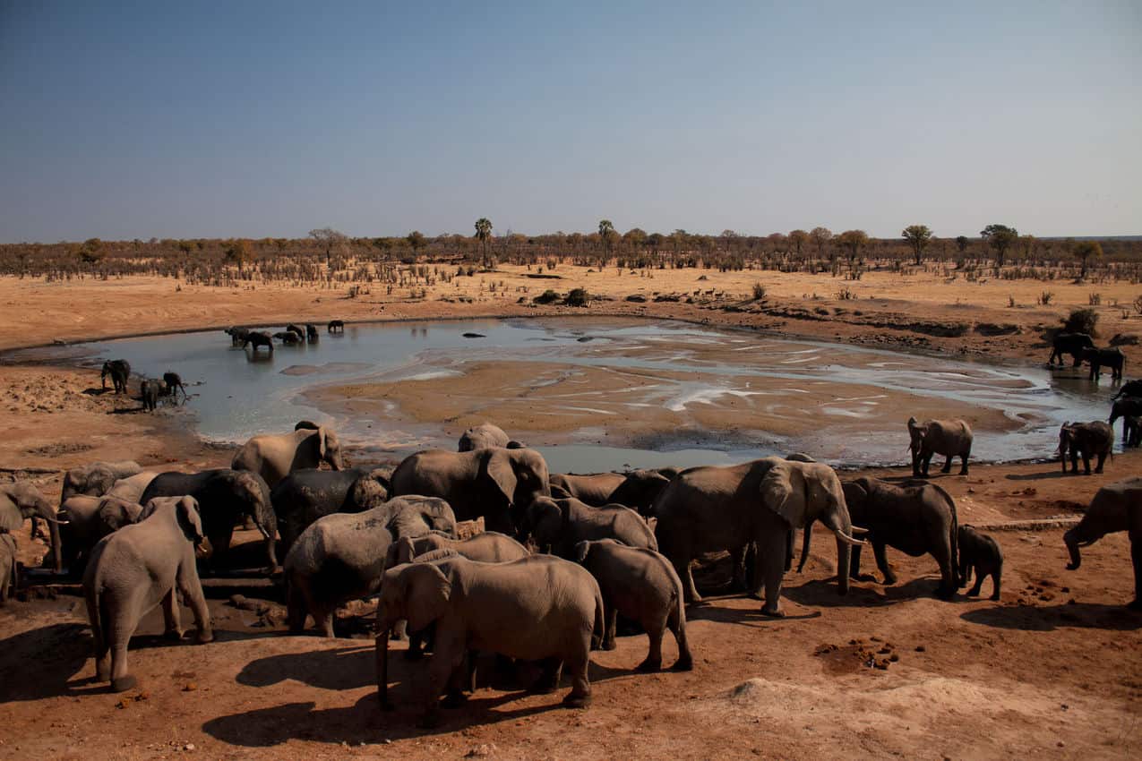 African Elephants gather at a watering hole in Zimbabwe. Rene Bauer photos.