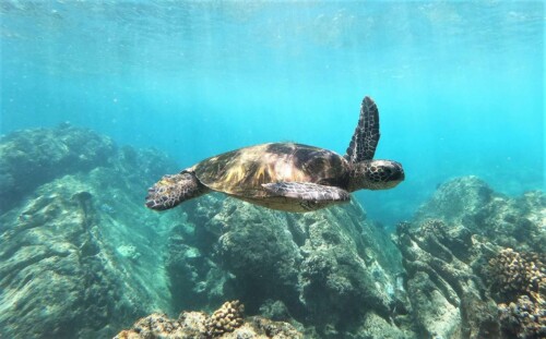Clear Calm Waters and Sea Turtles Prior to the Rogue Wave