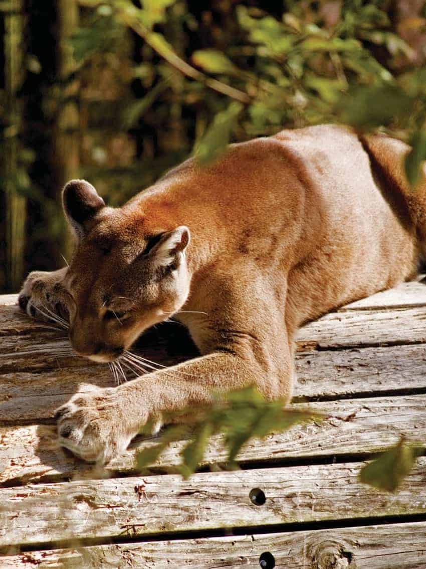 mountain lion