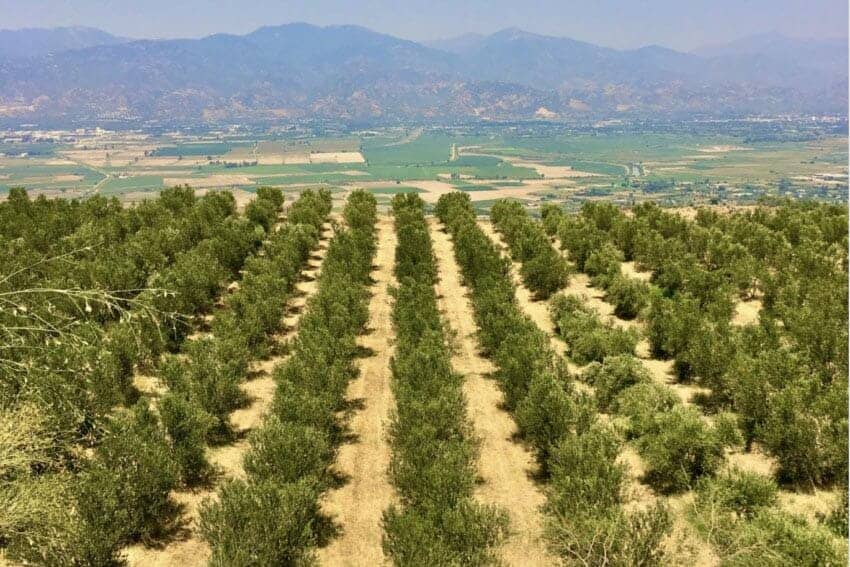 olive groves turkey