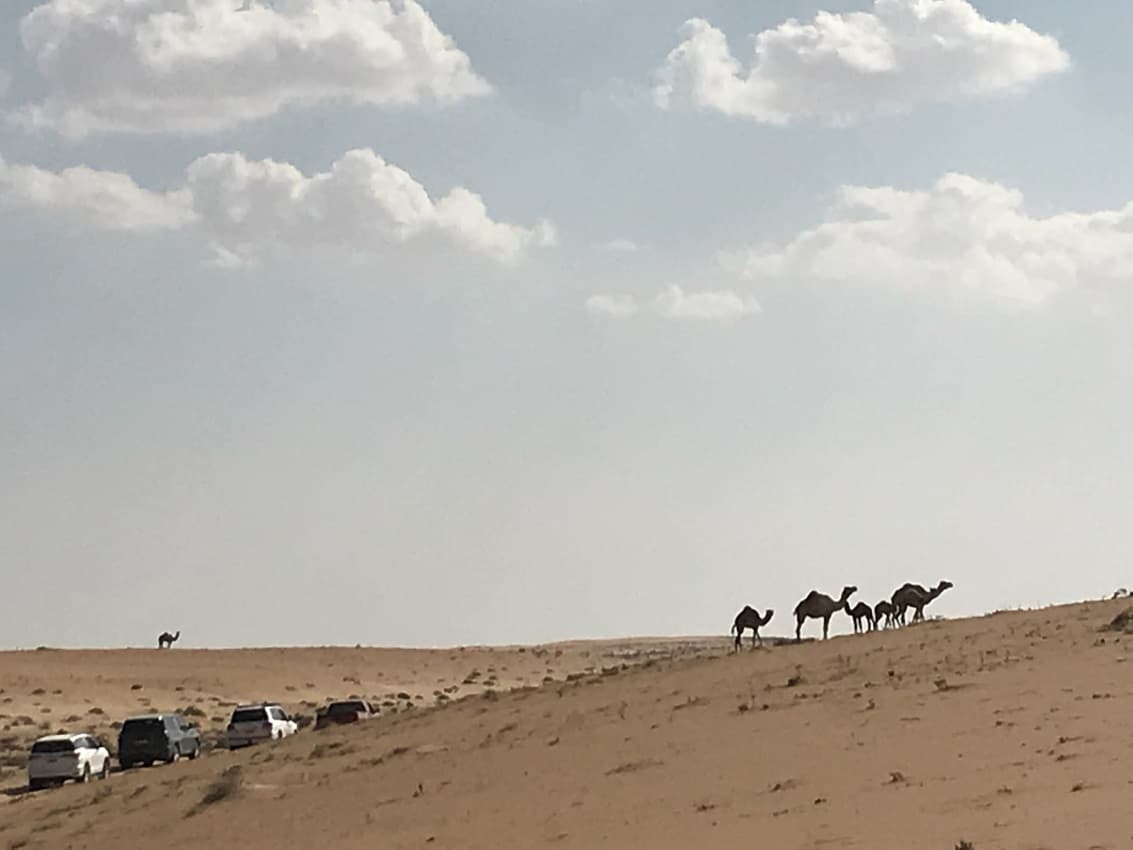 desert with camels and cars