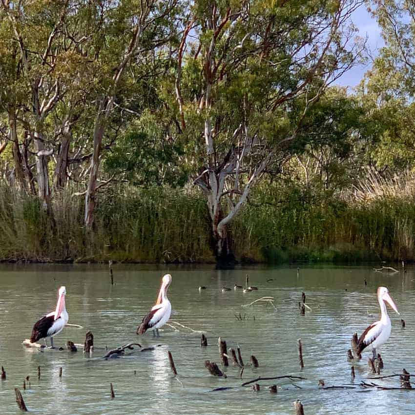 Australian Pelicans