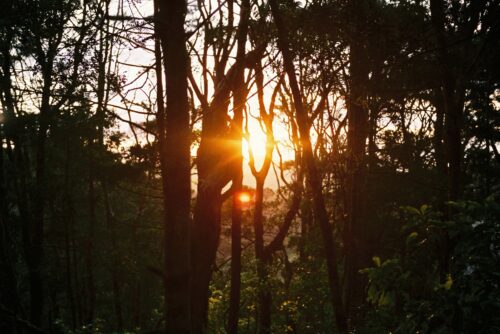 Ecology Trail