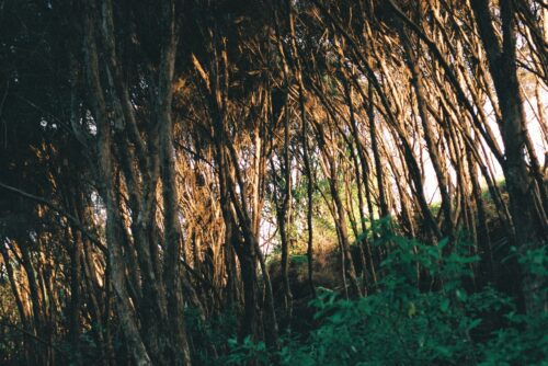 Kanuka forest - Ecology Trail