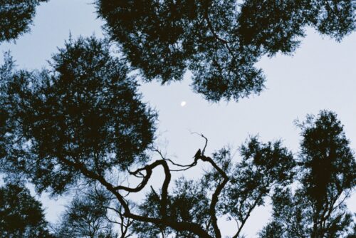 Kanuka trees and the moon