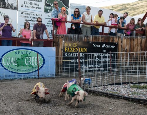 The Bear Creek Saloon has been hosting pig races for over 25 years for the purpose of raising scholarship monies for local kids.