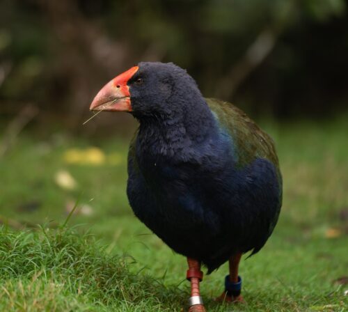 Takahē - On the Ecology trail. Athena Rhodes photo.