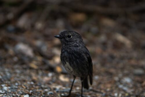 north island Robin