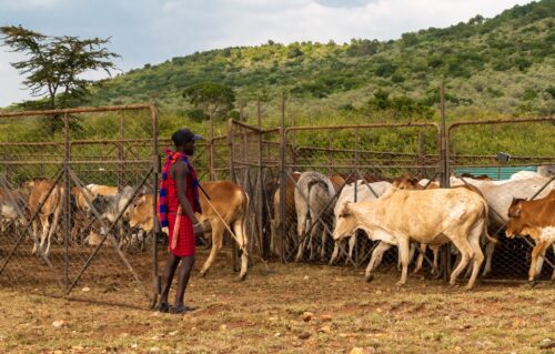 A Masai herdsman puts his cattle into a special enclosure designed to protect both the cattle and the environment Rose Palmer