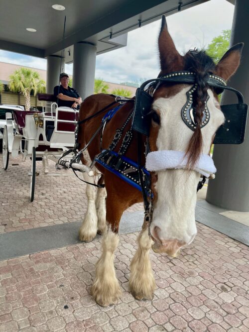 A Clydesdale welcome at the Hilton Hotel in Ocala Florida. 